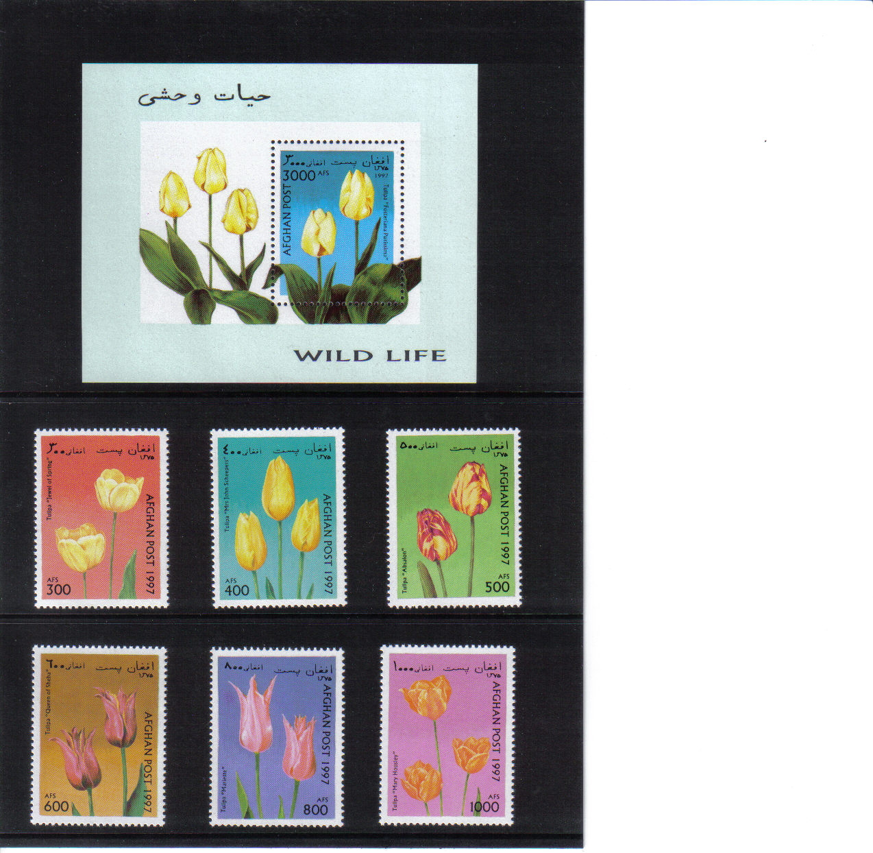Tulipány  Afganistan 1997*